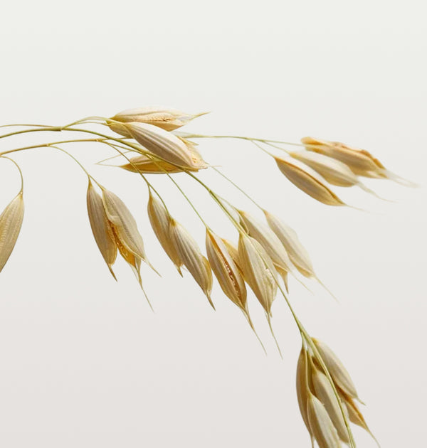 Beta Glucan