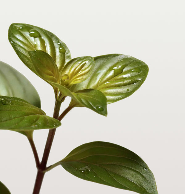 Holy Basil