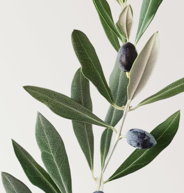 Proteolea®